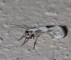 Nephelosia