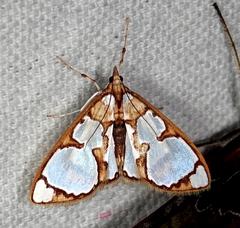 Glyphodes grandisalis