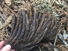 Sequoia sempervirens