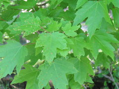 Acer rubrum drummondii