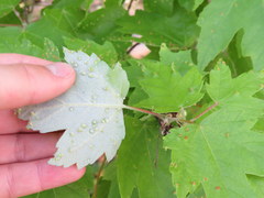 Acer rubrum drummondii