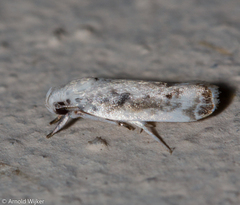 Antaeotricha