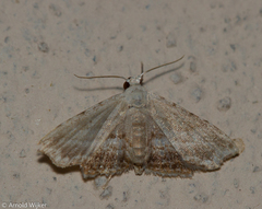 Scolecocampinae
