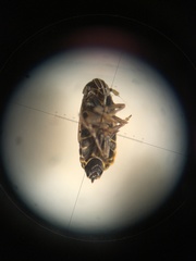 Ribautodelphax albostriata
