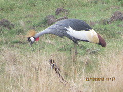 Balearica regulorum regulorum