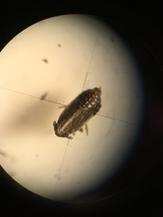 Ribautodelphax albostriata