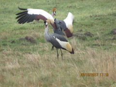 Balearica regulorum regulorum