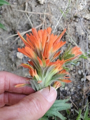 Castilleja disticha