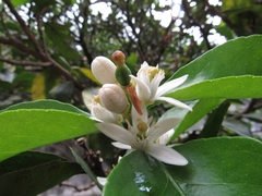 Citrus × aurantiifolia