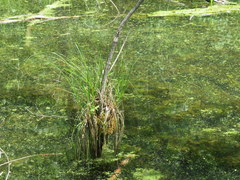 Carex decomposita