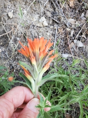 Castilleja disticha