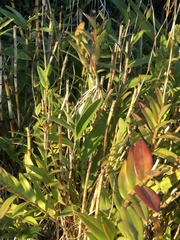 Epidendrum ibaguense