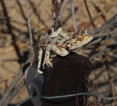 Agama aculeata aculeata