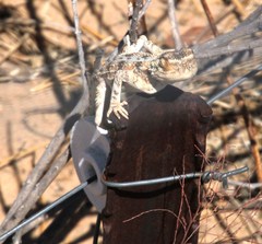 Agama aculeata aculeata