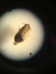 Ribautodelphax imitans