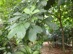 Dysoxylum arborescens