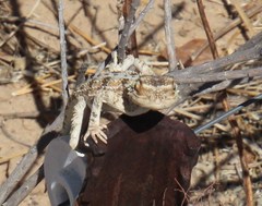 Agama aculeata aculeata