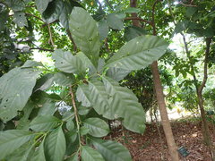Dysoxylum arborescens
