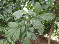 Dysoxylum arborescens