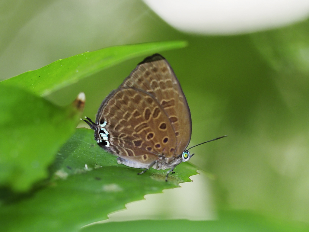 Lesser Disc Oakblue