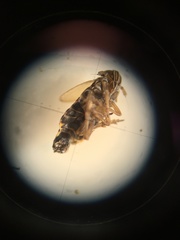 Ribautodelphax imitans