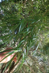 Podocarpus henkelii
