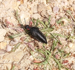 Physomeloe corallifer