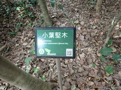 Dysoxylum arborescens