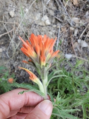 Castilleja disticha