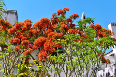 Delonix regia