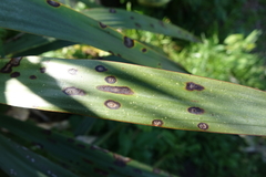 Coniothyrium