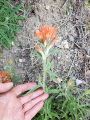 Castilleja disticha