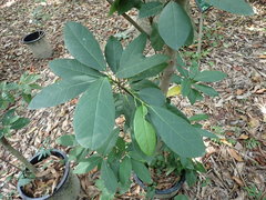 Ficus pedunculosa