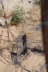 Agama aculeata aculeata