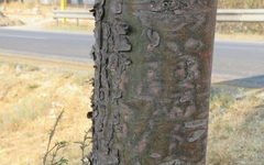 Cupressus lusitanica