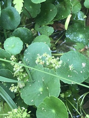 Hydrocotyle prolifera
