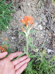 Castilleja disticha