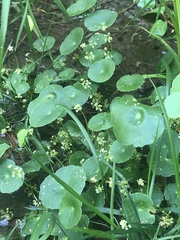Hydrocotyle prolifera
