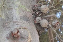 Cupressus lusitanica