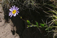 Afroaster perfoliatus