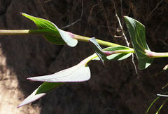Afroaster perfoliatus