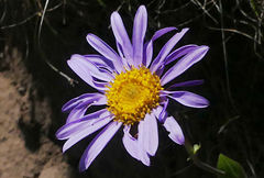 Afroaster perfoliatus