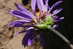 Afroaster perfoliatus