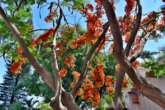 Delonix regia
