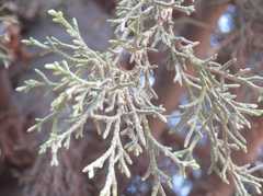 Cupressus lusitanica
