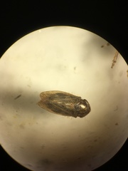 Euscelis incisus