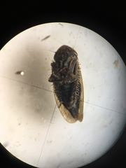 Euscelis incisus