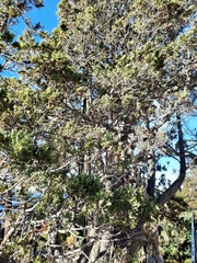 Austrocedrus chilensis