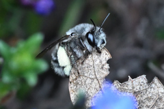 Anthophora pacifica