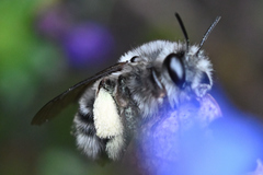 Anthophora pacifica